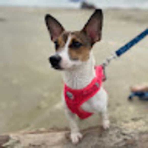 Meet your Posher, Daniela - Picture 1 of 1